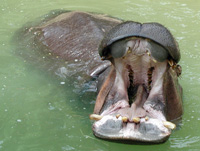 hippopotamus